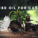 CBD oil for cats