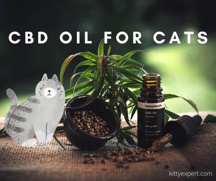 Cbd For Cats Cbd For Cats Anxiety