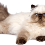 Most Popular Long-Haired Cat Breeds