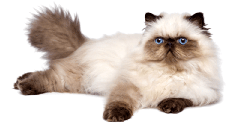 Most Popular Long-Haired Cat Breeds