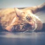 vet clinic for cats