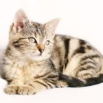 cat solutions to everyday problems