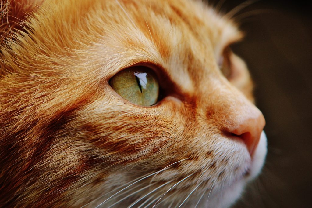 5 things to know before getting a cat