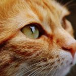5 things to know before getting a cat