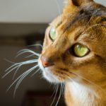 abyssinian cat