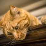 should you get pet insurance for your cat