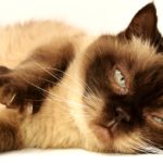 10 Things to Consider Before Adopting a Cat