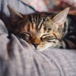 hyperthyroidism in cats