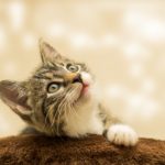cat pet food ingredients