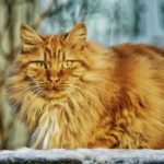 protein in pet food