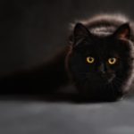 do cats need wet cat food