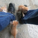 why does my cat bite my feet