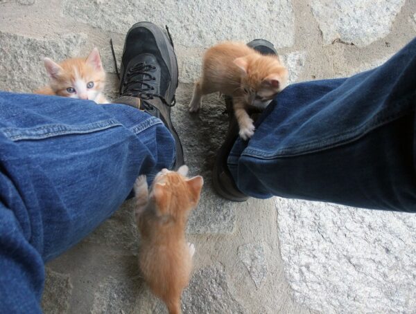 Why does my cat bite my feet the kitty expert