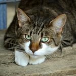 cat losing hair on back
