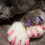 cat claw cover