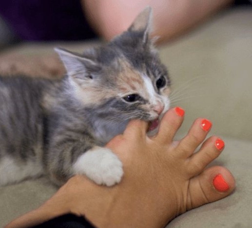 why does my cat bite my toes
