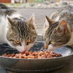 wysong cat food