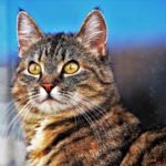 how to tame a feral kitten