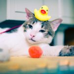 how often should I bathe my cat