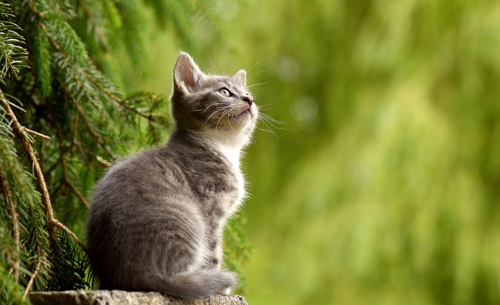 products for cats with cerebellar hypoplasia