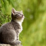 products for cats with cerebellar hypoplasia