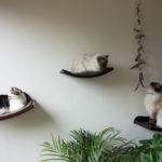 cat shelves