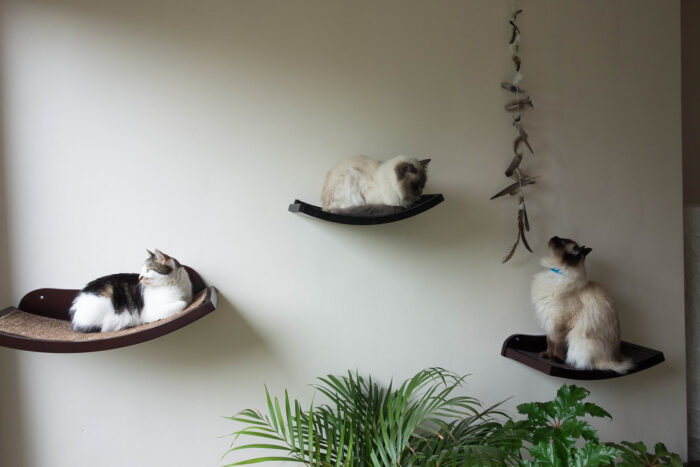Diy Cat Shelves The Kitty Expert, How To Make Shelves For Cats