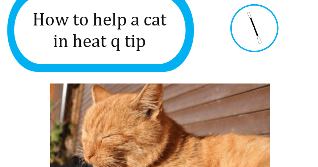 How to help a cat in heat q tip - KittyExpert.com