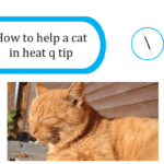 how to help a cat in heat with a q tip