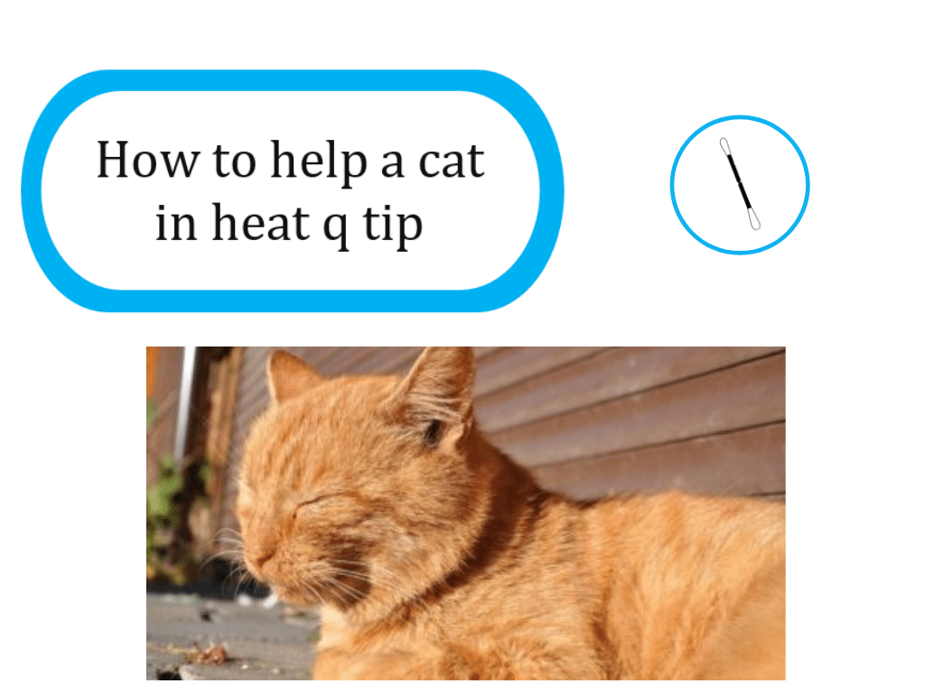 how to help a cat in heat with a q tip