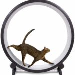 top cat technology products