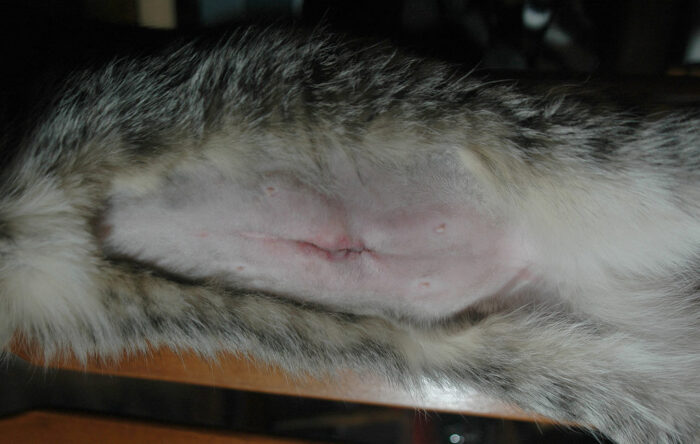 What should a healing cat spay incision look like