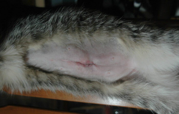 41 Hq Photos Cat Spay Incision Pus Infected Spay Incision Backyard