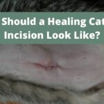 What Should a Healing Cat Spay Incision Look Like