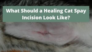 What Should a Healing Cat Spay Incision Look Like