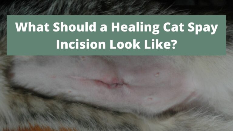 What Does An Infected Spay Incision Look Like