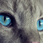 cheapest way to buy Terramycin for cats