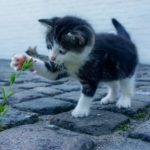 comfortis for cats