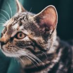 zymox for cats