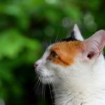 How to apply entederm ointment for cats