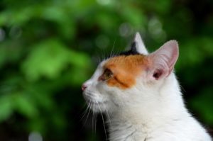 How to apply entederm ointment for cats