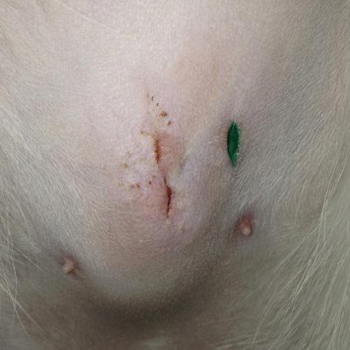 What should a healing cat spay incision look like The