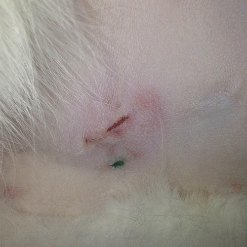 What should a healing cat spay incision look like The Kitty Expert