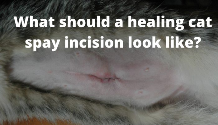 What should a healing cat spay incision look like