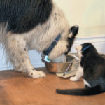 How To Dog Proof Cat Feeders