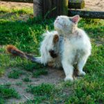 cat scratching itself