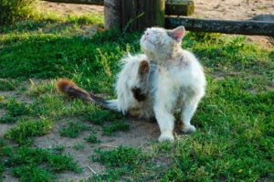 cat scratching itself