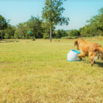 ifetch too reviews
