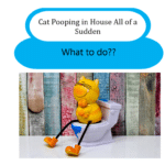 cat pooping in house all of a sudden
