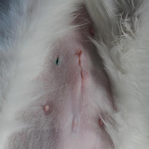 What should a healing cat spay incision look like